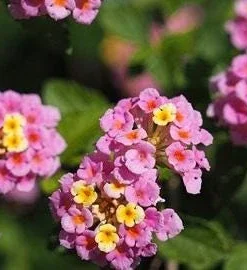 Lantana Miss Huff Pink Live Plant 5-9 in (2-Pack) - Cold Hardy Perennial Shrub - Image 3
