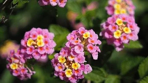 Lantana Miss Huff Pink Live Plant 5-9 in (2-Pack) - Cold Hardy Perennial Shrub - Image 3
