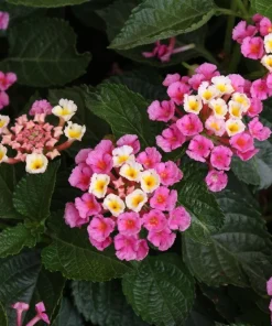 Lantana Miss Huff Pink Live Plant 5-9 in (2-Pack) - Cold Hardy Perennial Shrub - Image 4