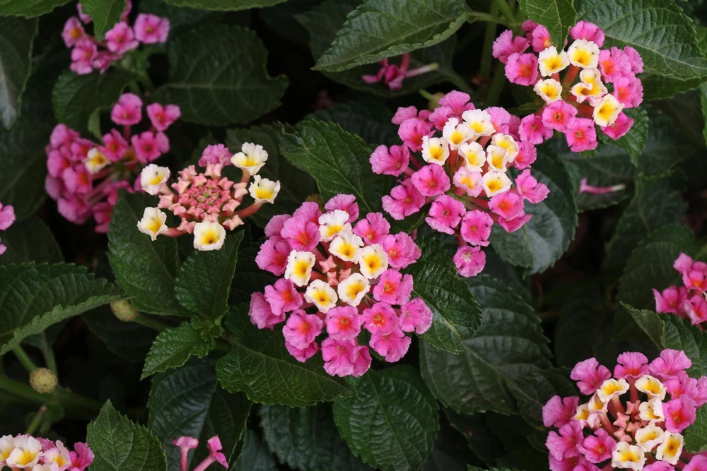 Lantana Miss Huff Pink Live Plant 5-9 in (2-Pack) - Cold Hardy Perennial Shrub - Image 4