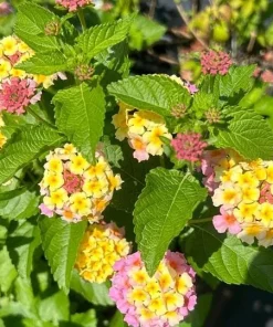 Lantana Miss Huff Pink Live Plant 5-9 in (2-Pack) - Cold Hardy Perennial Shrub - Image 5