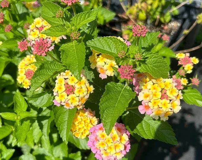 Lantana Miss Huff Pink Live Plant 5-9 in (2-Pack) - Cold Hardy Perennial Shrub - Image 5