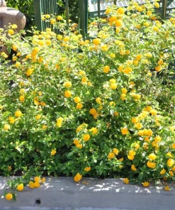 Lantana New Gold Live Plants - 2-Pack Yellow Flowering Shrub, 4-6 inches tall, Bare Root, Outdoor - Image 2