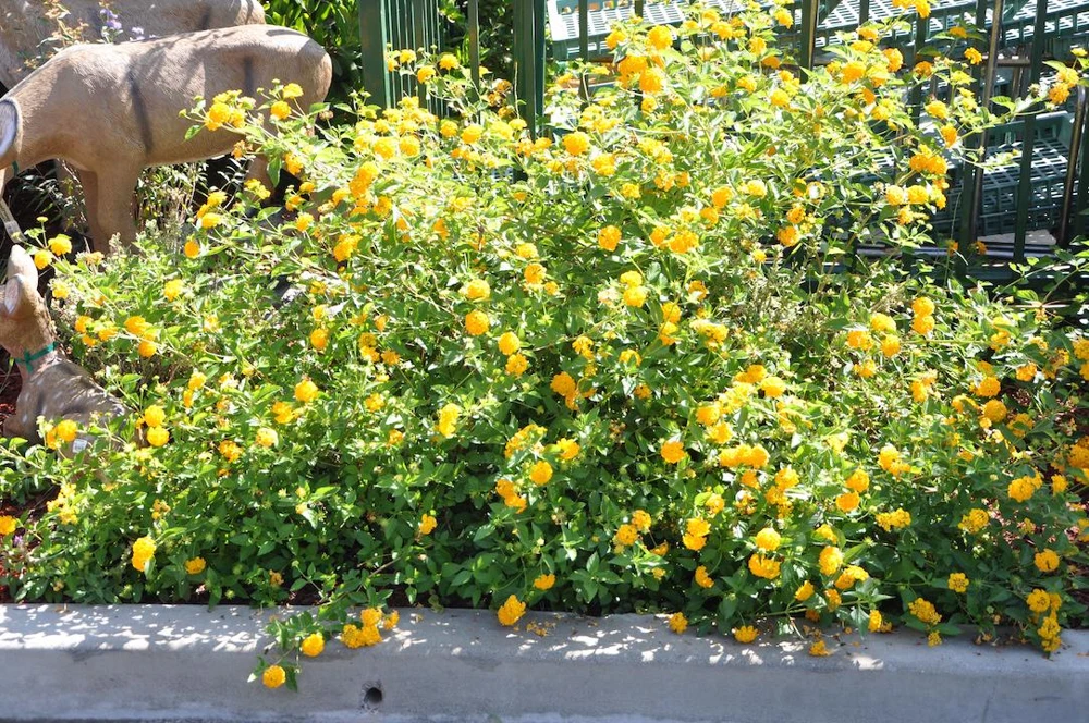 Lantana New Gold Live Plants - 2-Pack Yellow Flowering Shrub, 4-6 inches tall, Bare Root, Outdoor - Image 2