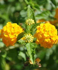 Lantana New Gold Live Plants - 2-Pack Yellow Flowering Shrub, 4-6 inches tall, Bare Root, Outdoor - Image 3