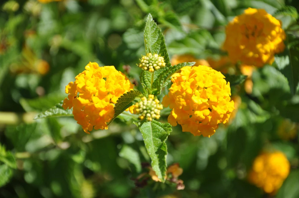 Lantana New Gold Live Plants - 2-Pack Yellow Flowering Shrub, 4-6 inches tall, Bare Root, Outdoor - Image 3