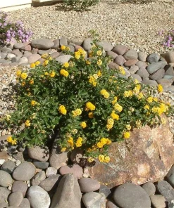 Lantana New Gold Live Plants - 2-Pack Yellow Flowering Shrub, 4-6 inches tall, Bare Root, Outdoor - Image 4