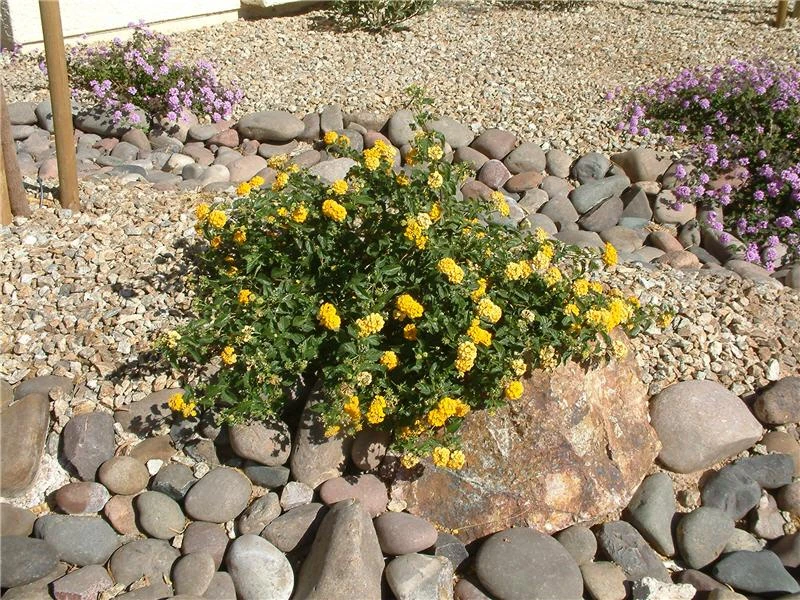 Lantana New Gold Live Plants - 2-Pack Yellow Flowering Shrub, 4-6 inches tall, Bare Root, Outdoor - Image 4