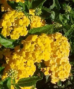 Lantana New Gold Live Plants - 2-Pack Yellow Flowering Shrub, 4-6 inches tall, Bare Root, Outdoor - Image 5