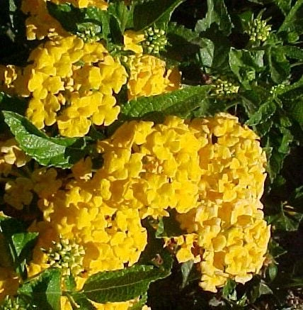 Lantana New Gold Live Plants - 2-Pack Yellow Flowering Shrub, 4-6 inches tall, Bare Root, Outdoor - Image 5