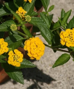 Lantana New Gold Live Plants - 2-Pack Yellow Flowering Shrub, 4-6 inches tall, Bare Root, Outdoor - Image 6