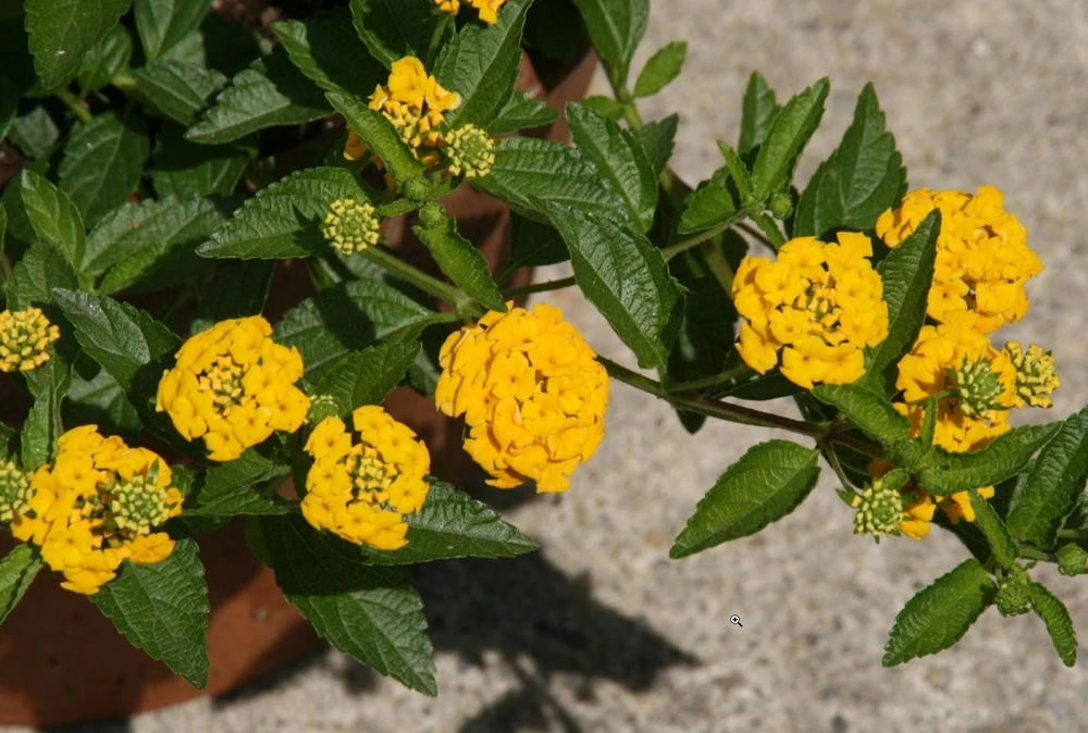 Lantana New Gold Live Plants - 2-Pack Yellow Flowering Shrub, 4-6 inches tall, Bare Root, Outdoor - Image 6