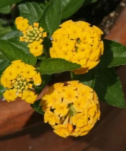 Lantana New Gold Live Plants - 2-Pack Yellow Flowering Shrub, 4-6 inches tall, Bare Root, Outdoor - Image 7
