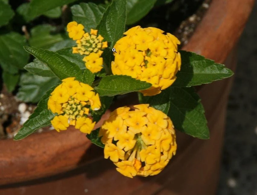 Lantana New Gold Live Plants - 2-Pack Yellow Flowering Shrub, 4-6 inches tall, Bare Root, Outdoor - Image 7