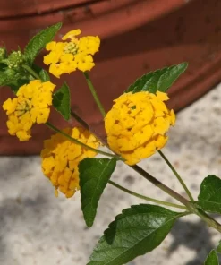 Lantana New Gold Live Plants - 2-Pack Yellow Flowering Shrub, 4-6 inches tall, Bare Root, Outdoor - Image 8