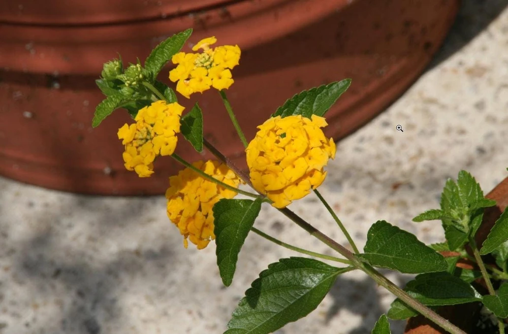 Lantana New Gold Live Plants - 2-Pack Yellow Flowering Shrub, 4-6 inches tall, Bare Root, Outdoor - Image 8