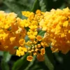 Lantana New Gold Live Plants - 2-Pack Yellow Flowering Shrub, 4-6 inches tall, Bare Root, Outdoor - Image 1