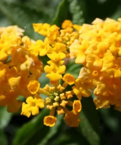 Lantana New Gold Live Plants - 2-Pack Yellow Flowering Shrub, 4-6 inches tall, Bare Root, Outdoor - Image 1