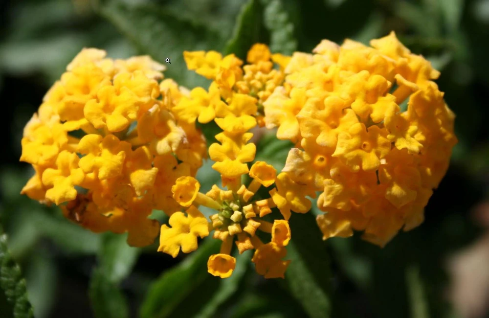 Lantana New Gold Live Plants - 2-Pack Yellow Flowering Shrub, 4-6 inches tall, Bare Root, Outdoor - Image 1