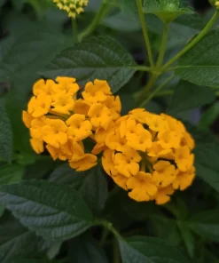 Lantana New Gold Live Plants - 2-Pack Yellow Flowering Shrub, 4-6 inches tall, Bare Root, Outdoor - Image 9