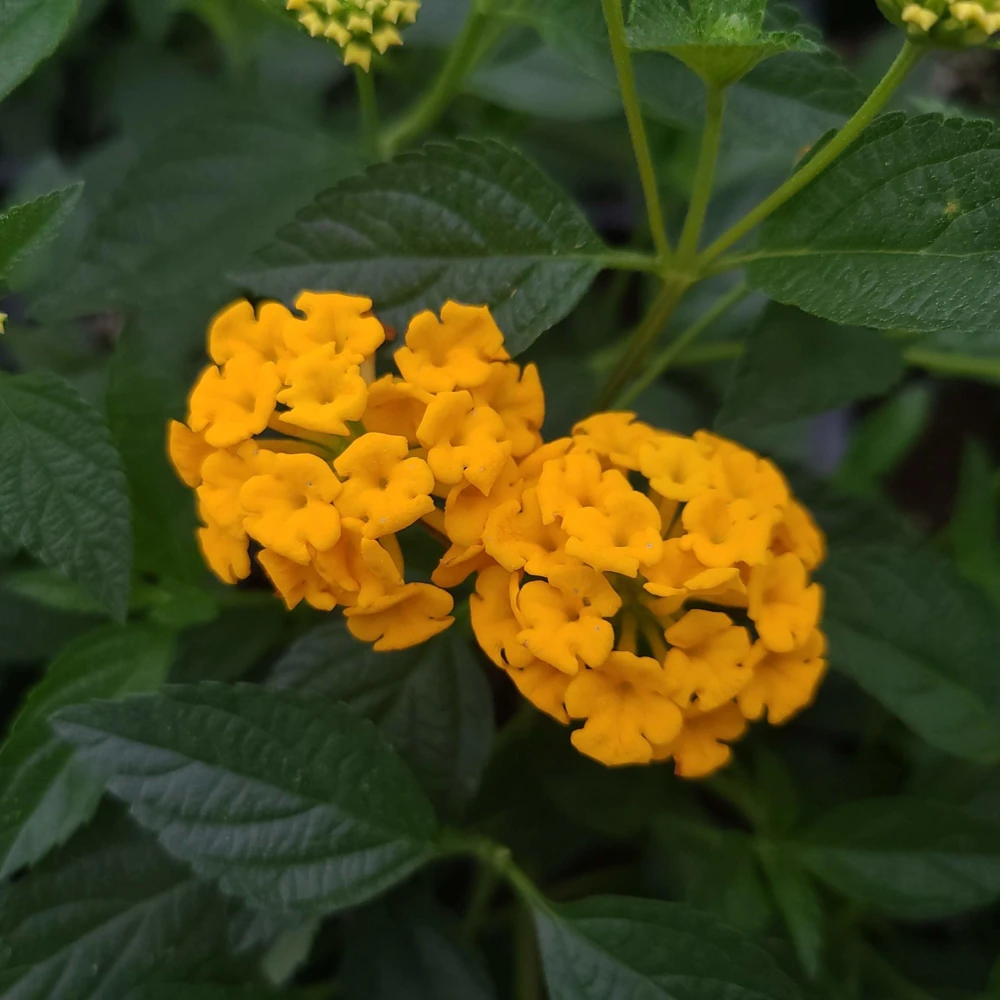 Lantana New Gold Live Plants - 2-Pack Yellow Flowering Shrub, 4-6 inches tall, Bare Root, Outdoor - Image 9