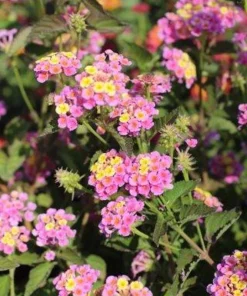 Lantana Pink Caprice Live Plant - Pack of 2 - 4-6 Inches Tall - Outdoor - Image 2