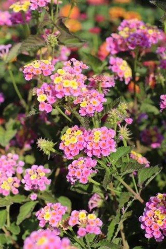 Lantana Pink Caprice Live Plant - Pack of 2 - 4-6 Inches Tall - Outdoor - Image 2