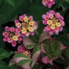 Lantana Pink Caprice Live Plant - Pack of 2 - 4-6 Inches Tall - Outdoor - Image 1