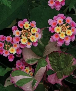 Lantana Pink Caprice Live Plant - Pack of 2 - 4-6 Inches Tall - Outdoor - Image 1