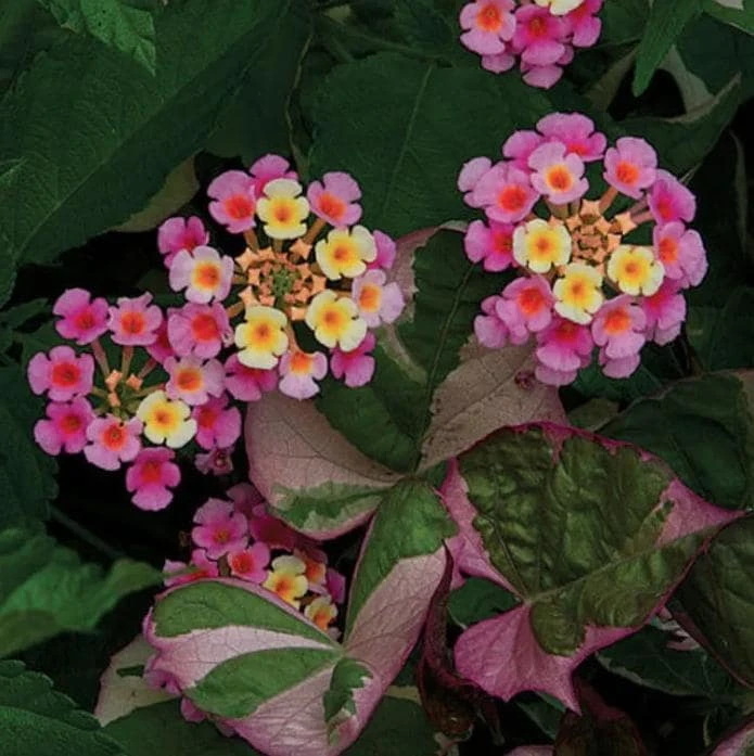 Lantana Pink Caprice Live Plant - Pack of 2 - 4-6 Inches Tall - Outdoor - Image 1
