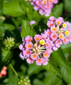 Lantana Pink Caprice Live Plant - Pack of 2 - 4-6 Inches Tall - Outdoor - Image 3