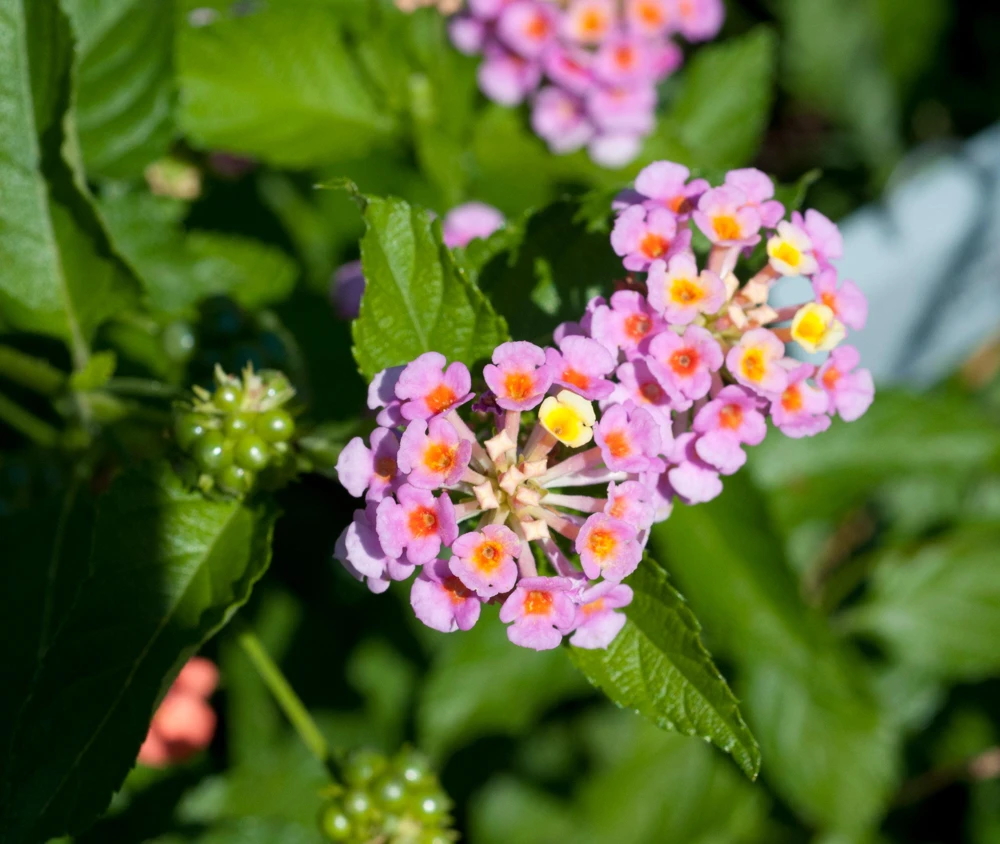 Lantana Pink Caprice Live Plant - Pack of 2 - 4-6 Inches Tall - Outdoor - Image 3
