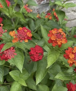 Lantana Plants Live - Red Spread Pack of 3 Lantana Live Plants for Planting - 4-6 Inches Tall - Attracts Butterflies, Perfect for Containers - Image 2