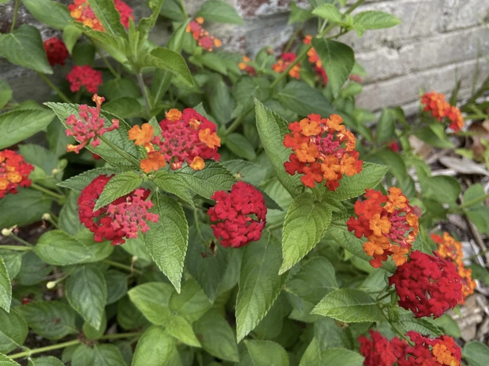 Lantana Plants Live - Red Spread Pack of 3 Lantana Live Plants for Planting - 4-6 Inches Tall - Attracts Butterflies, Perfect for Containers - Image 2