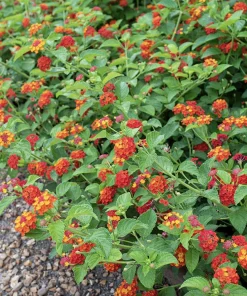 Lantana Plants Live - Red Spread Pack of 3 Lantana Live Plants for Planting - 4-6 Inches Tall - Attracts Butterflies, Perfect for Containers - Image 3
