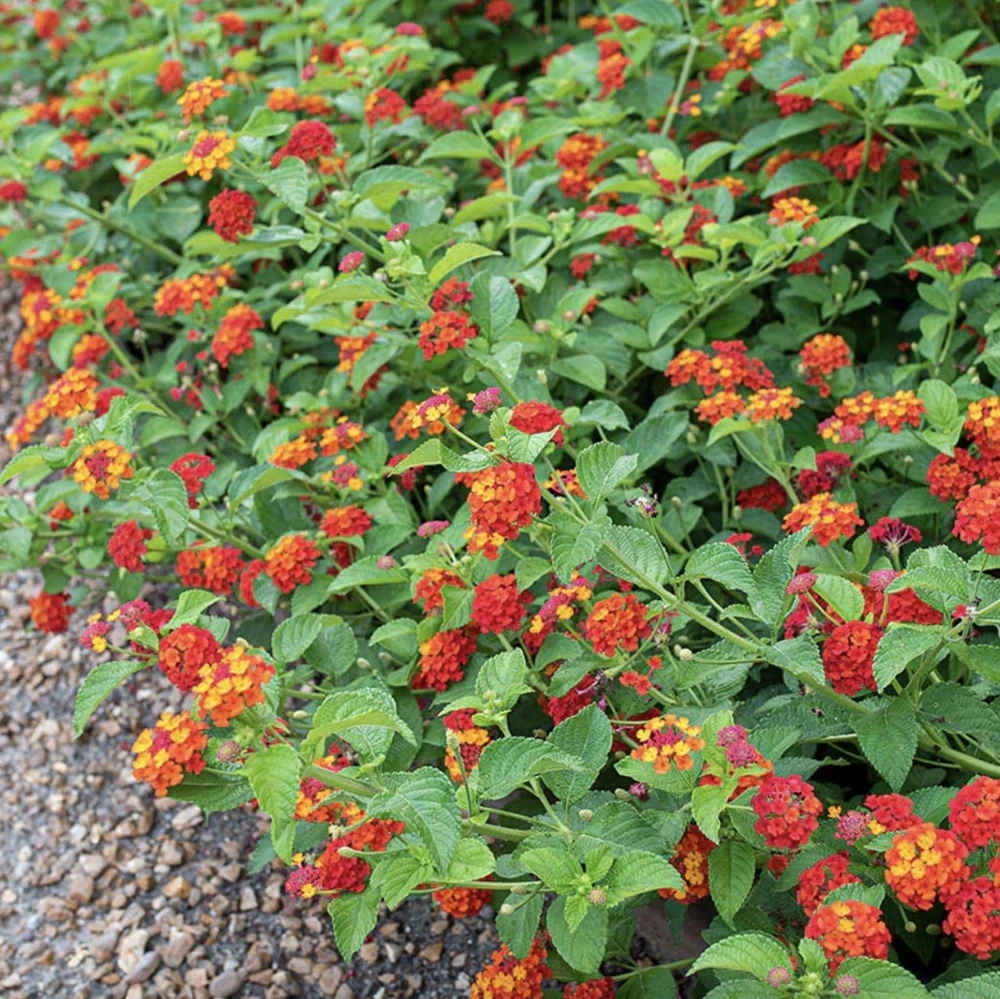 Lantana Plants Live - Red Spread Pack of 3 Lantana Live Plants for Planting - 4-6 Inches Tall - Attracts Butterflies, Perfect for Containers - Image 3
