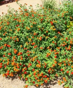 Lantana Plants Live - Red Spread Pack of 3 Lantana Live Plants for Planting - 4-6 Inches Tall - Attracts Butterflies, Perfect for Containers - Image 4
