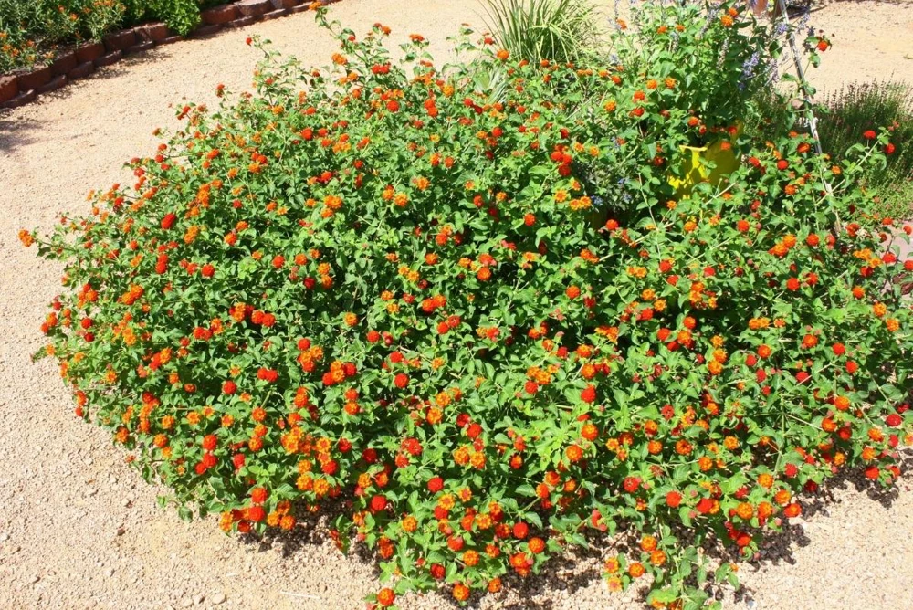 Lantana Plants Live - Red Spread Pack of 3 Lantana Live Plants for Planting - 4-6 Inches Tall - Attracts Butterflies, Perfect for Containers - Image 4