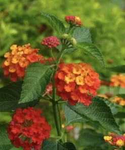 Lantana Plants Live - Red Spread Pack of 3 Lantana Live Plants for Planting - 4-6 Inches Tall - Attracts Butterflies, Perfect for Containers - Image 5