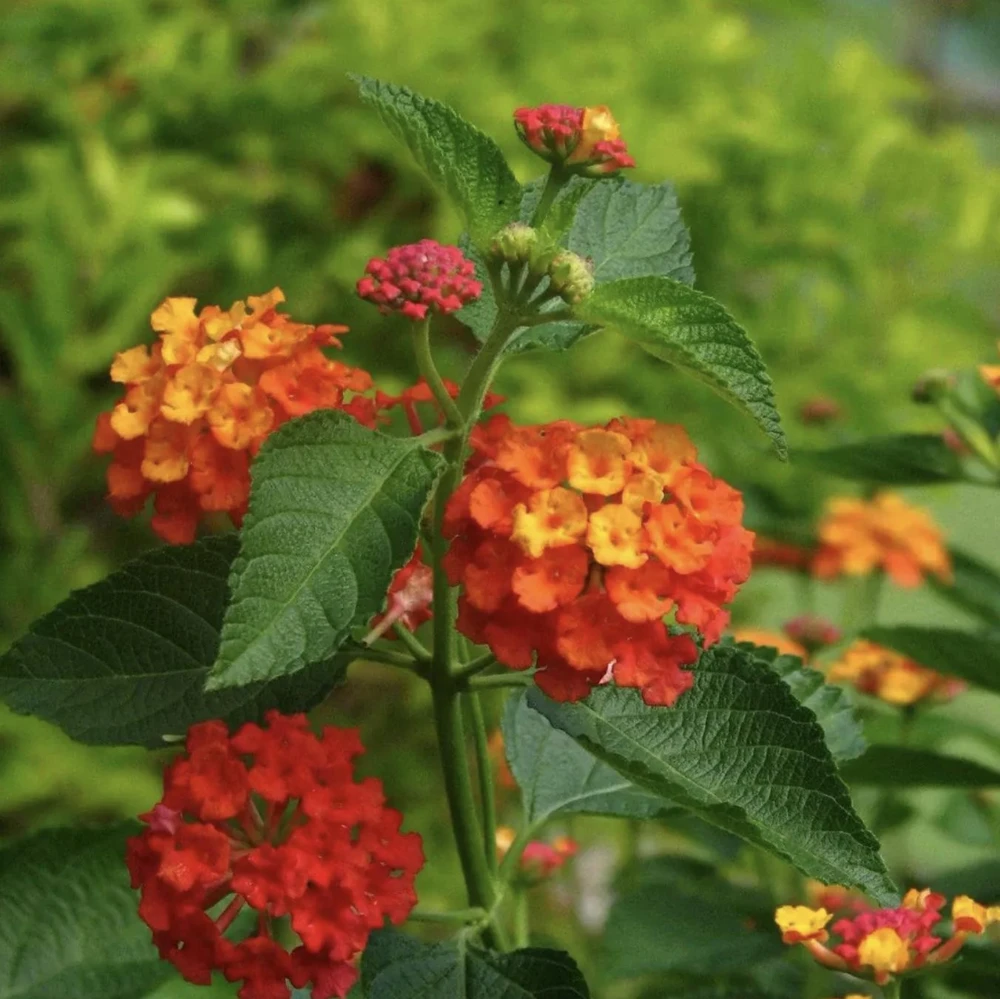 Lantana Plants Live - Red Spread Pack of 3 Lantana Live Plants for Planting - 4-6 Inches Tall - Attracts Butterflies, Perfect for Containers - Image 5