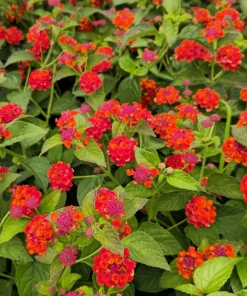 Lantana Plants Live - Red Spread Pack of 3 Lantana Live Plants for Planting - 4-6 Inches Tall - Attracts Butterflies, Perfect for Containers - Image 1