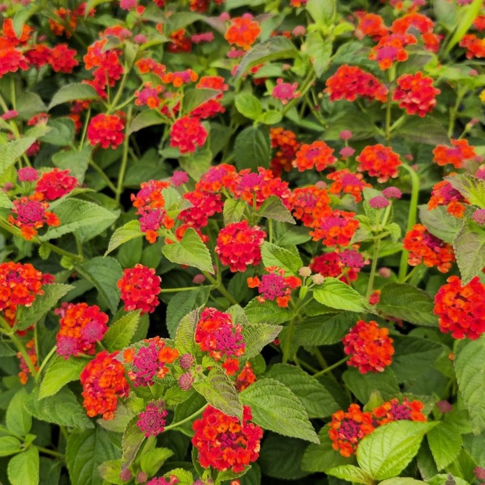 Lantana Plants Live - Red Spread Pack of 3 Lantana Live Plants for Planting - 4-6 Inches Tall - Attracts Butterflies, Perfect for Containers - Image 1