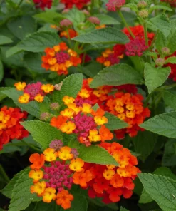 Lantana Plants Live - Red Spread Pack of 3 Lantana Live Plants for Planting - 4-6 Inches Tall - Attracts Butterflies, Perfect for Containers - Image 6