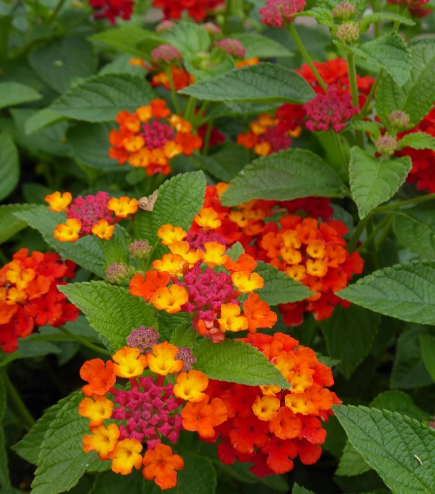 Lantana Plants Live - Red Spread Pack of 3 Lantana Live Plants for Planting - 4-6 Inches Tall - Attracts Butterflies, Perfect for Containers - Image 6