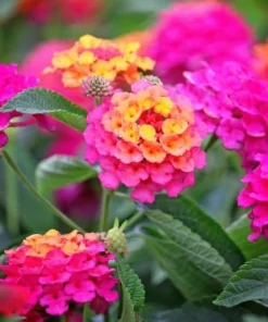 Lantana Rose Live Plant - Fragrant Perennial Flower for Outdoor Garden 4-6 inches - Image 2