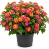 Lantana Rose Live Plant - Fragrant Perennial Flower for Outdoor Garden 4-6 inches - Image 1