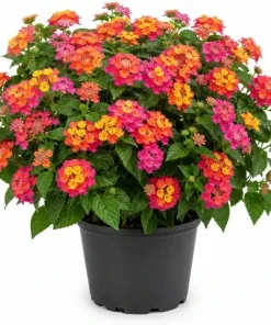 Lantana Rose Live Plant - Fragrant Perennial Flower for Outdoor Garden 4-6 inches - Image 1
