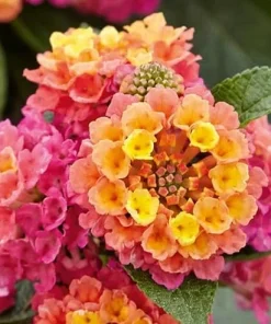 Lantana Rose Live Plants - Set of 2 Fragrant Perennial Flowers, 4-6 Inch Tall - Image 2