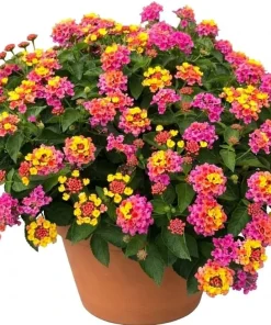 Lantana Rose Live Plants - Set of 2 Fragrant Perennial Flowers, 4-6 Inch Tall - Image 3