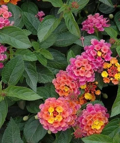 Lantana Rose Live Plants - Set of 2 Fragrant Perennial Flowers, 4-6 Inch Tall - Image 4